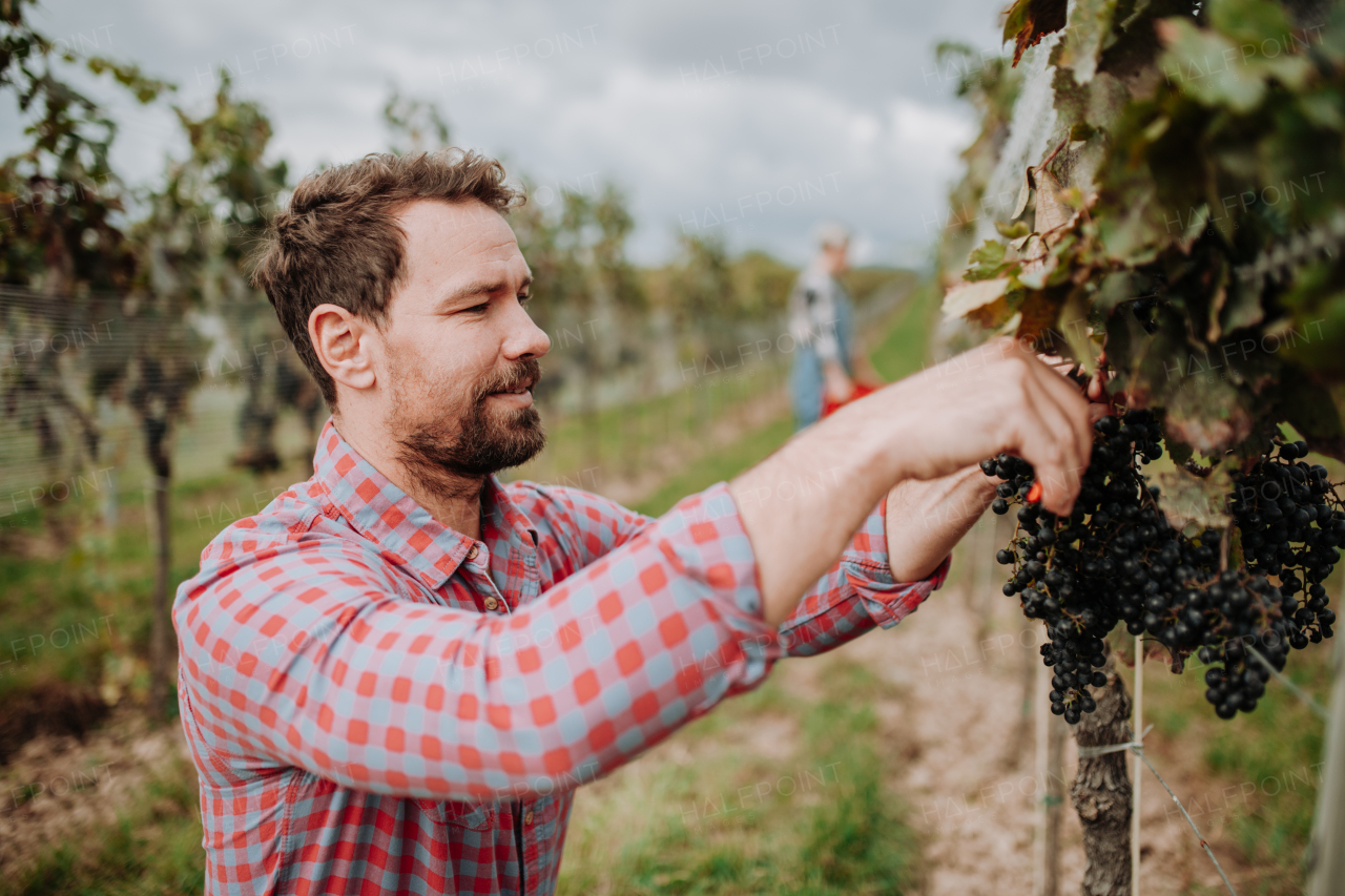 Handsome man holding gardening shears and picking grapes from a grapevine. Manual grape harvesting in family-run vineyard.