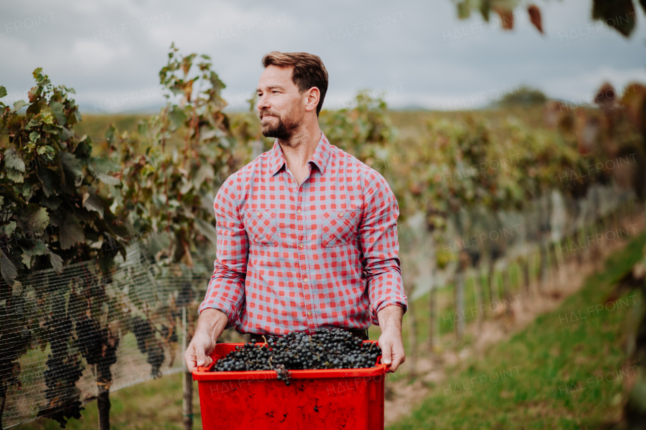 Male vineyard worker with harvest bins full of grapes. Manual grape harvesting in family-run vineyard