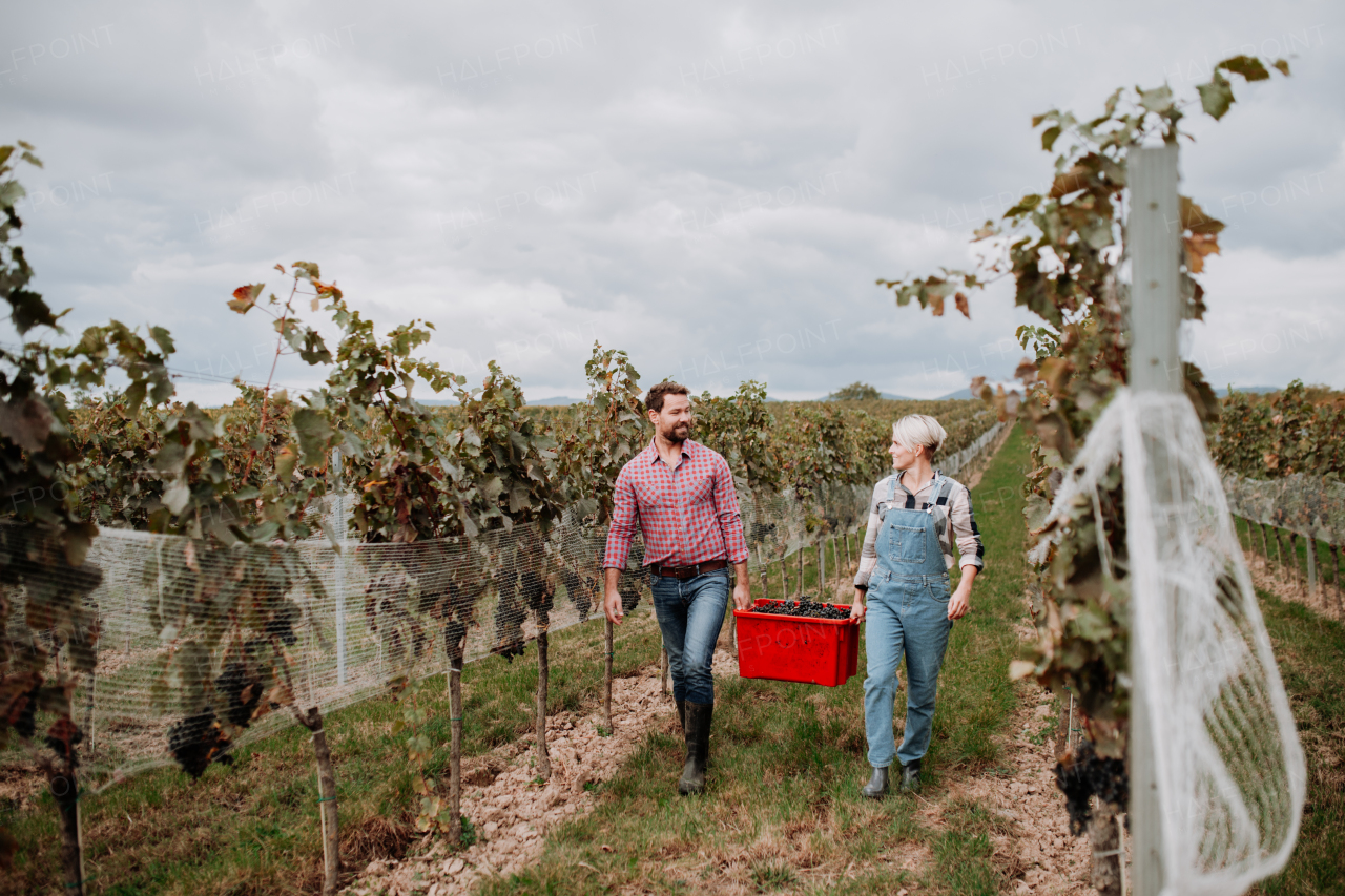 Wineyard workers holding harvest bin full of grapes, walking. Manual grape harvesting in family-run vineyard