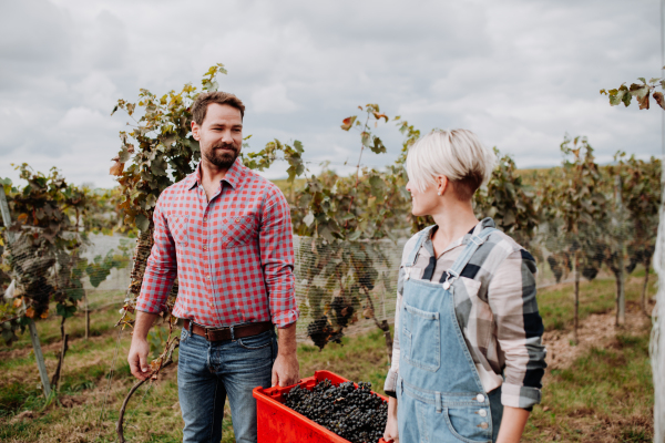 Wineyard workers holding harvest bin full of grapes, walking. Manual grape harvesting in family-run vineyard