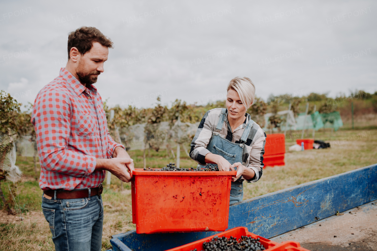 Wineyard workers holding harvest bin full of grapes, loading crate on tractor trailer. Manual grape harvesting in family-run vineyard