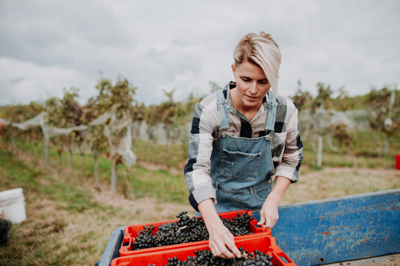 Female vineyard worker with harvest bins full of grapes. Manual grape harvesting in family-run vineyard