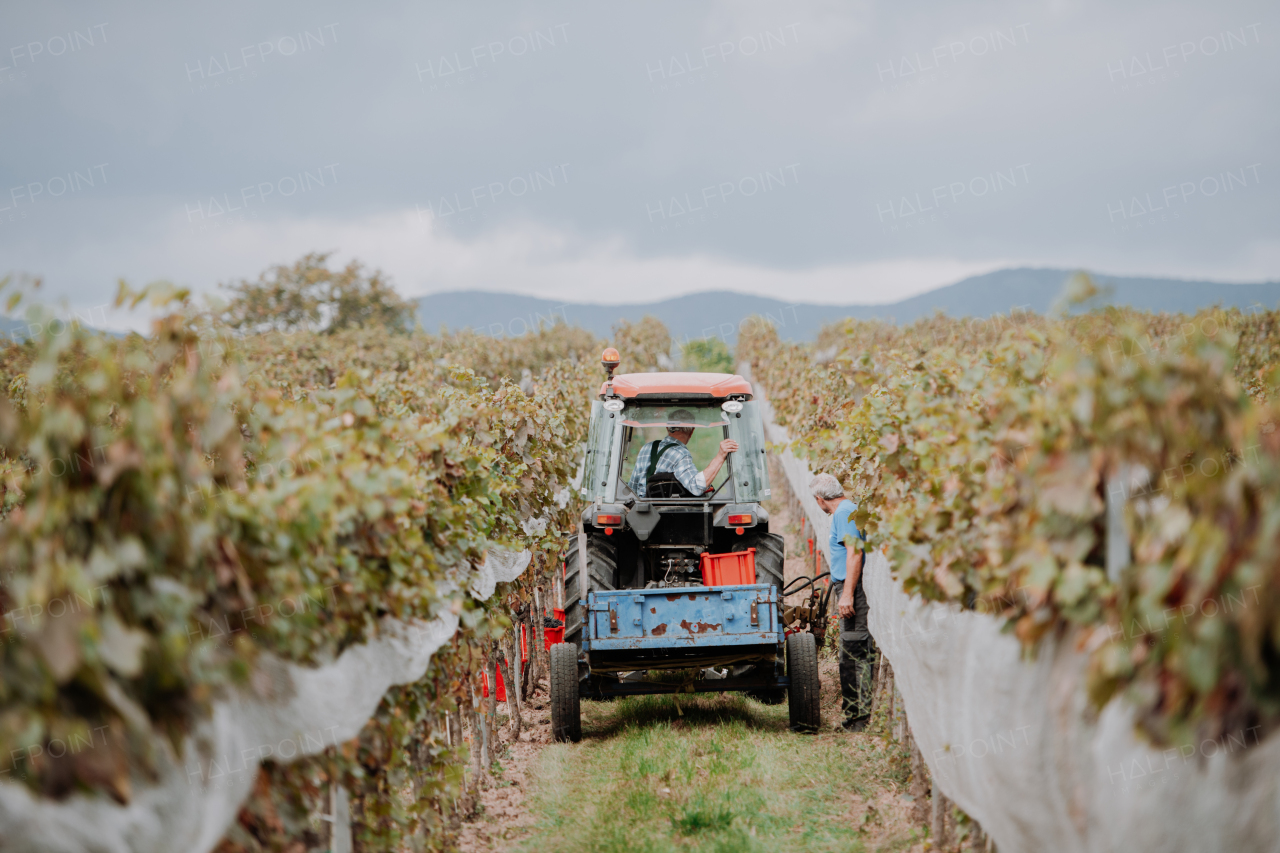 Wineyard workers transporting harvested grapes on tractor trailer. Manual grape harvesting in family-run vineyard