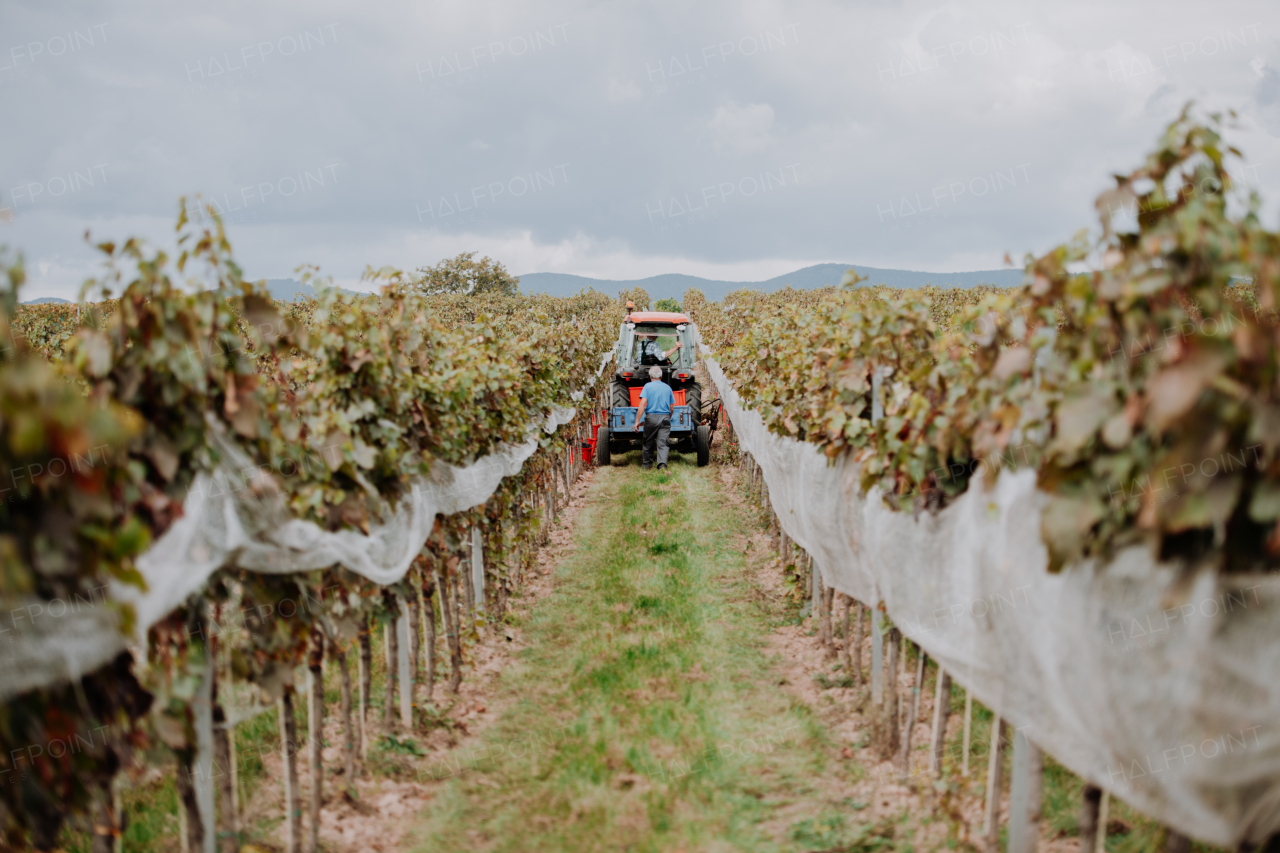 Wineyard workers transporting harvested grapes on tractor trailer. Manual grape harvesting in family-run vineyard