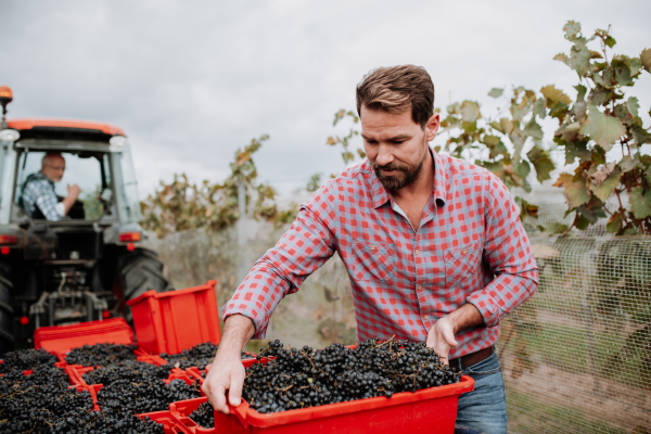 Male vineyard worker with harvest bins full of grapes. Manual grape harvesting in family-run vineyard