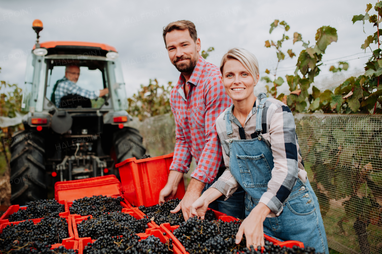 Wineyard workers holding harvest bin full of grapes, loading crate on tractor trailer. Manual grape harvesting in family-run vineyard