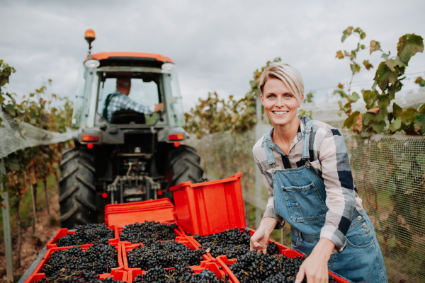 Female vineyard worker with harvest bins full of grapes. Manual grape harvesting in family-run vineyard