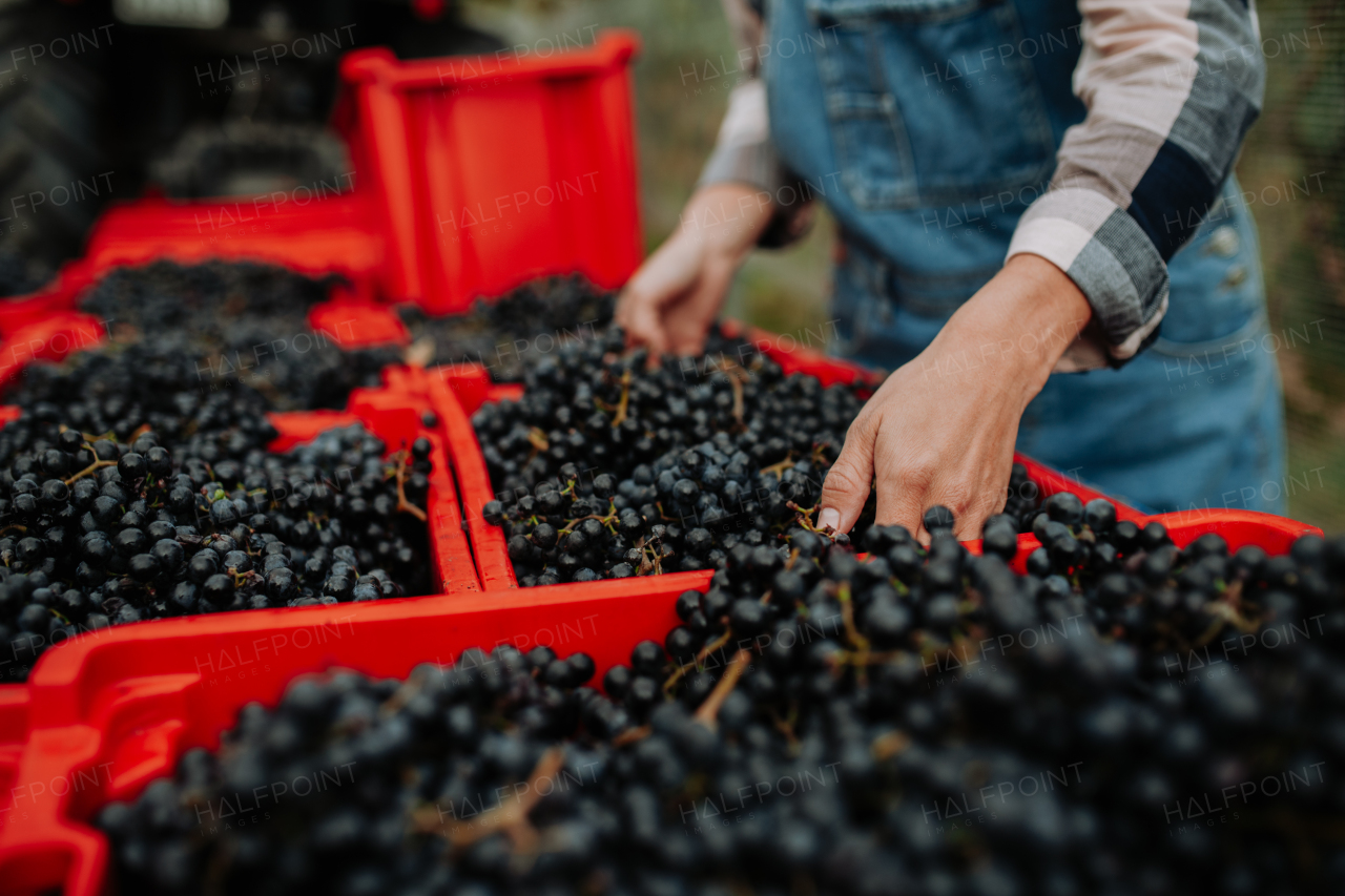 Female vineyard worker with harvest bins full of grapes. Manual grape harvesting in family-run vineyard