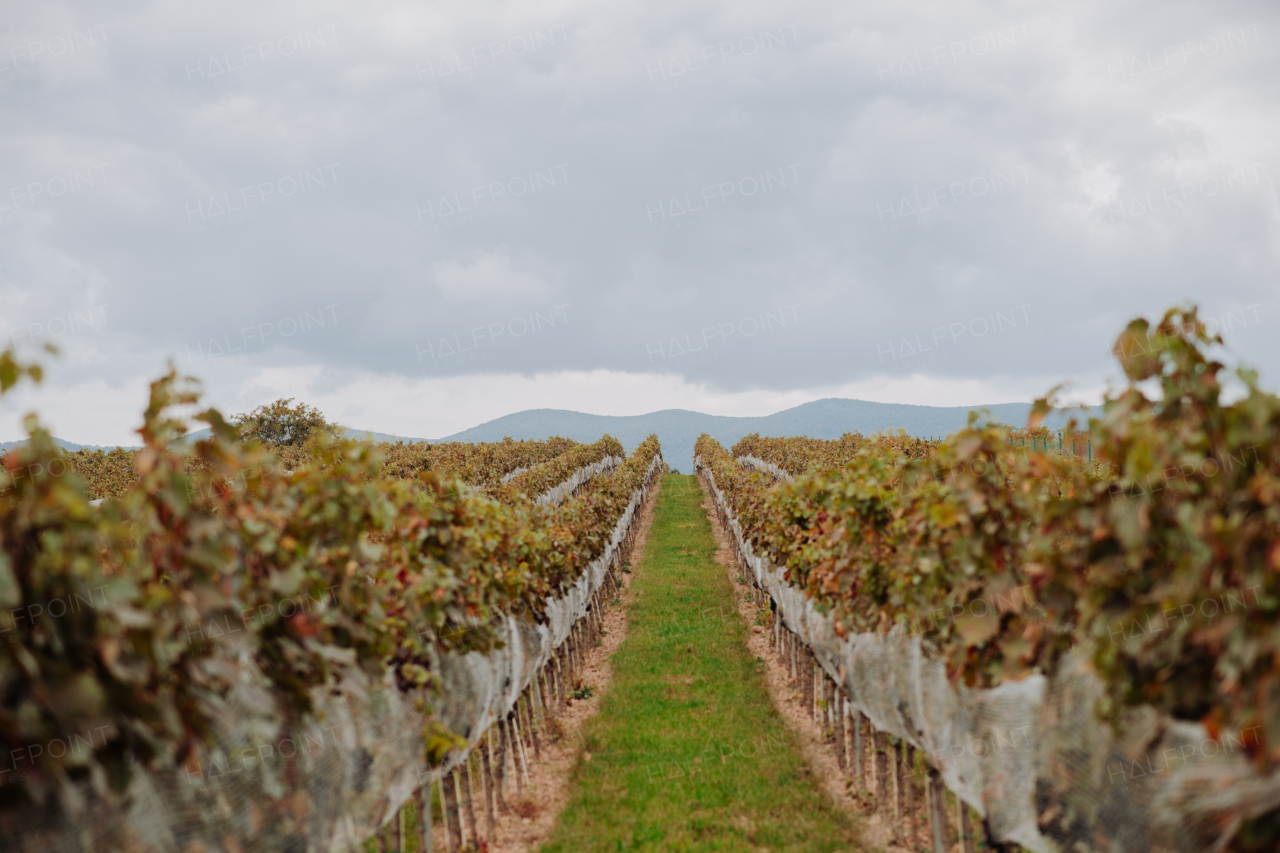 Vineyard with rows of grapevines stretching into the distance, stormy sky above