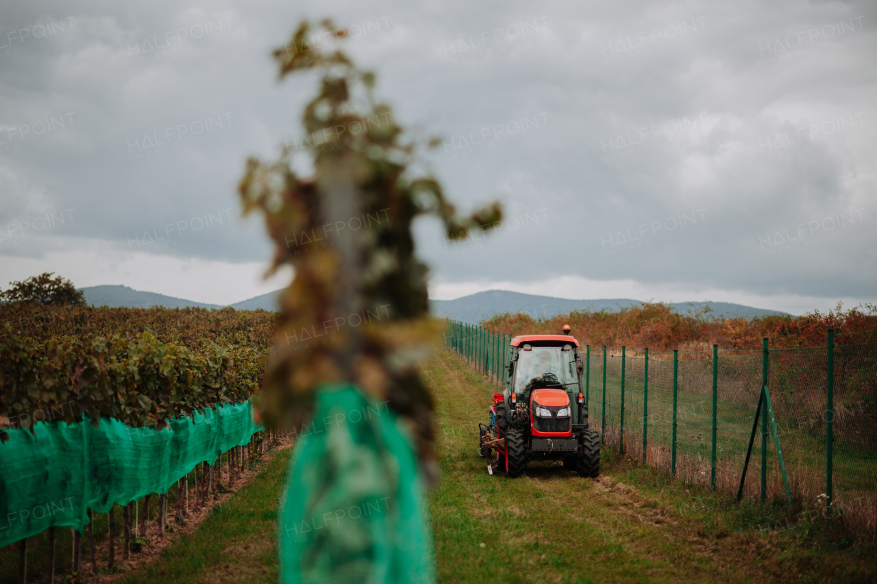 Wineyard workers transporting harvested grapes on tractor trailer. Manual grape harvesting in family-run vineyard