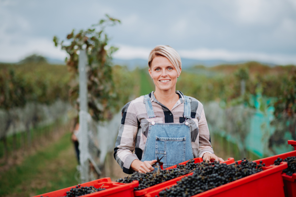 Female vineyard worker with harvest bins full of grapes. Manual grape harvesting in family-run vineyard