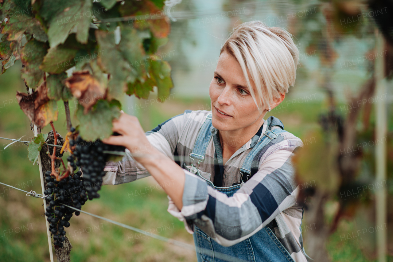 Woman hand picking grapes from a grapevine. Manual grape harvesting in family-run vineyard.