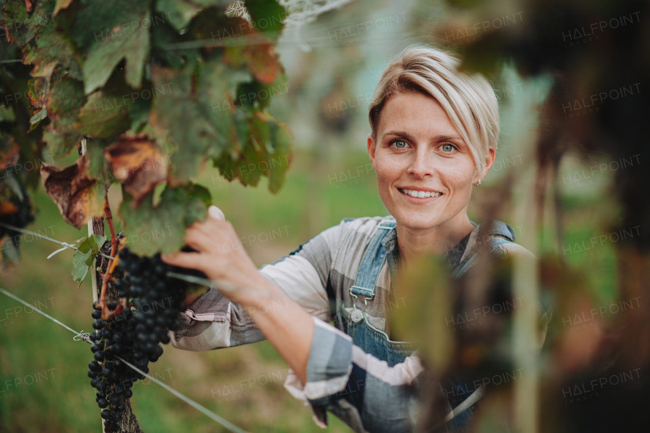 Woman hand picking grapes from a grapevine, smiling. Manual grape harvesting in family-run vineyard.