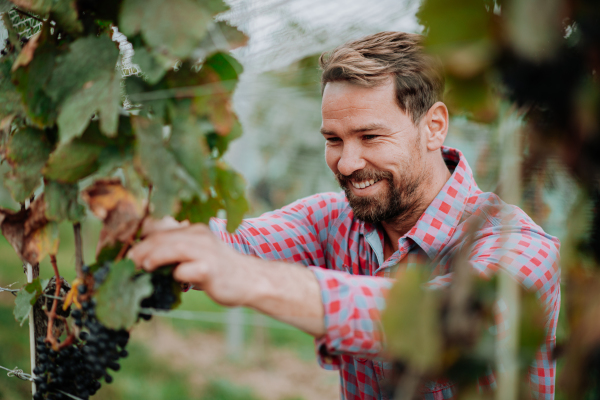 Handsome man holding gardening shears and picking grapes from a grapevine. Manual grape harvesting in family-run vineyard.