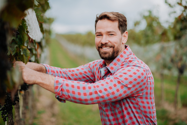 Handsome man holding gardening shears and picking grapes from a grapevine. Manual grape harvesting in family-run vineyard.