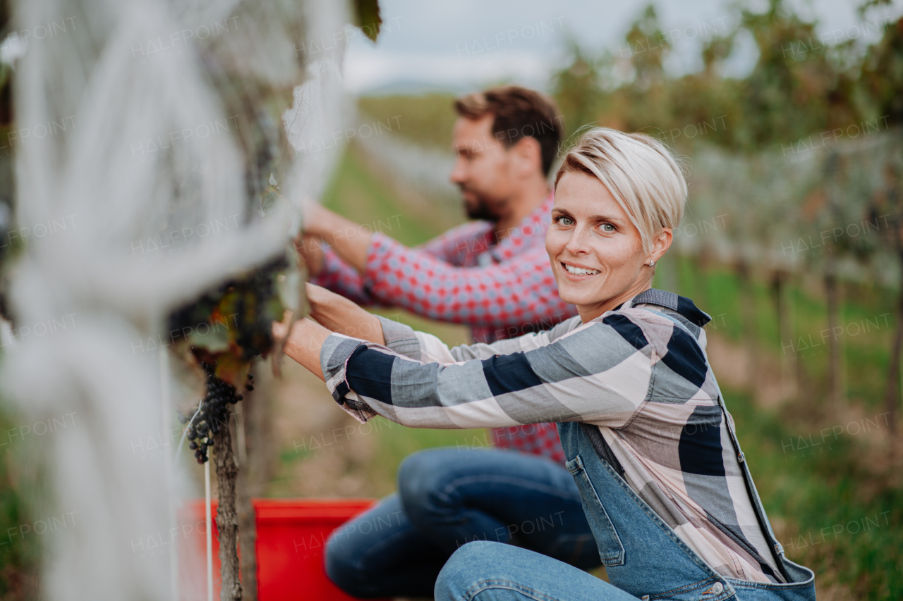 Married couple, owners of vineyard hand-picking grapes from a grapevine. Manual grape harvesting in family-run vineyard.