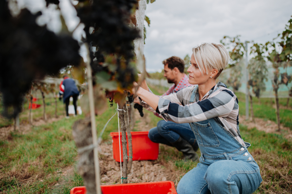 Married couple, owners of vineyard hand-picking grapes from a grapevine. Manual grape harvesting in family-run vineyard.