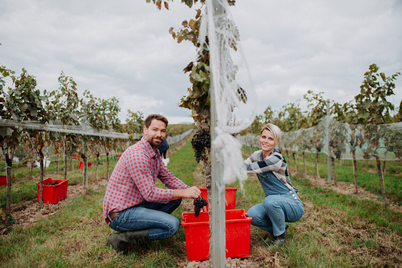 Married couple, owners of vineyard hand-picking grapes from a grapevine. Manual grape harvesting in family-run vineyard.