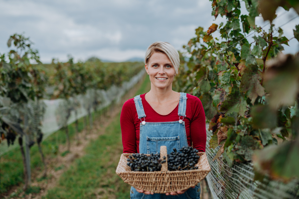 Portrait of vineyard worker with basket full of grapes. Manual grape harvesting in family-run vineyard