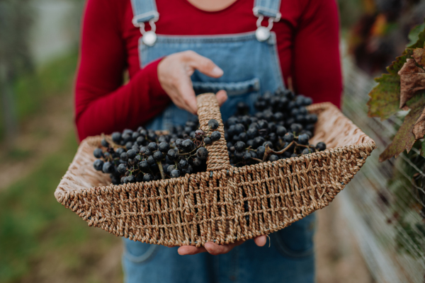 Close up on basket full of blue grapes. Manual grape harvesting in family-run vineyard