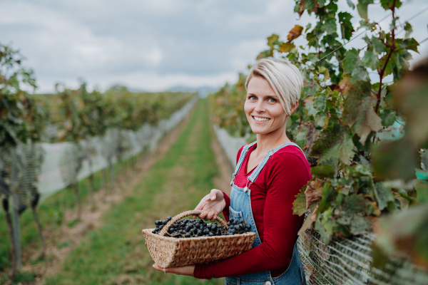 Portrait of vineyard worker with basket full of grapes. Manual grape harvesting in family-run vineyard