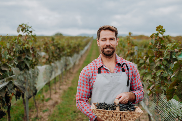 Portrait of vineyard owner with basket full of grapes. Manual grape harvesting in family-run vineyard