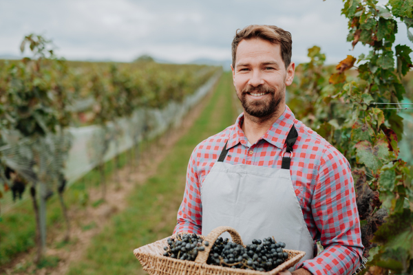 Portrait of vineyard owner with basket full of grapes. Manual grape harvesting in family-run vineyard