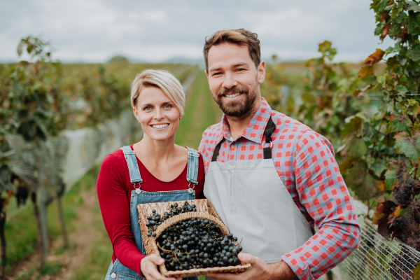 Wineyard workers holding basket full of grapes. Manual grape harvesting in family-run vineyard