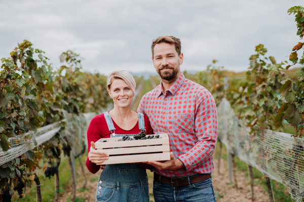 Portrait of vineyard owners with crate full of grapes. Manual grape harvesting in family-run vineyard