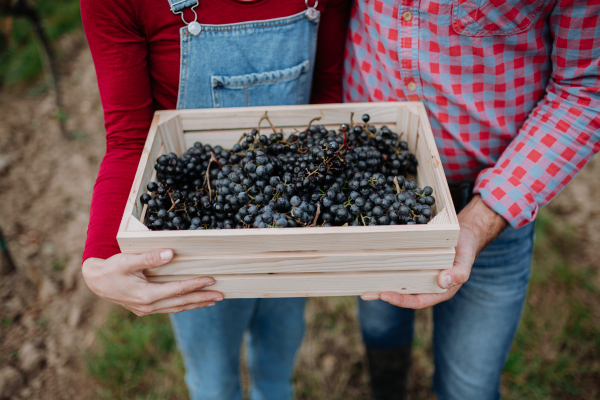 Close up of vineyard owners with crate full of grapes. Manual grape harvesting in family-run vineyard