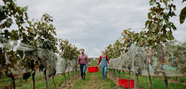 Wineyard workers holding harvest bin full of grapes, walking. Manual grape harvesting in family-run vineyard