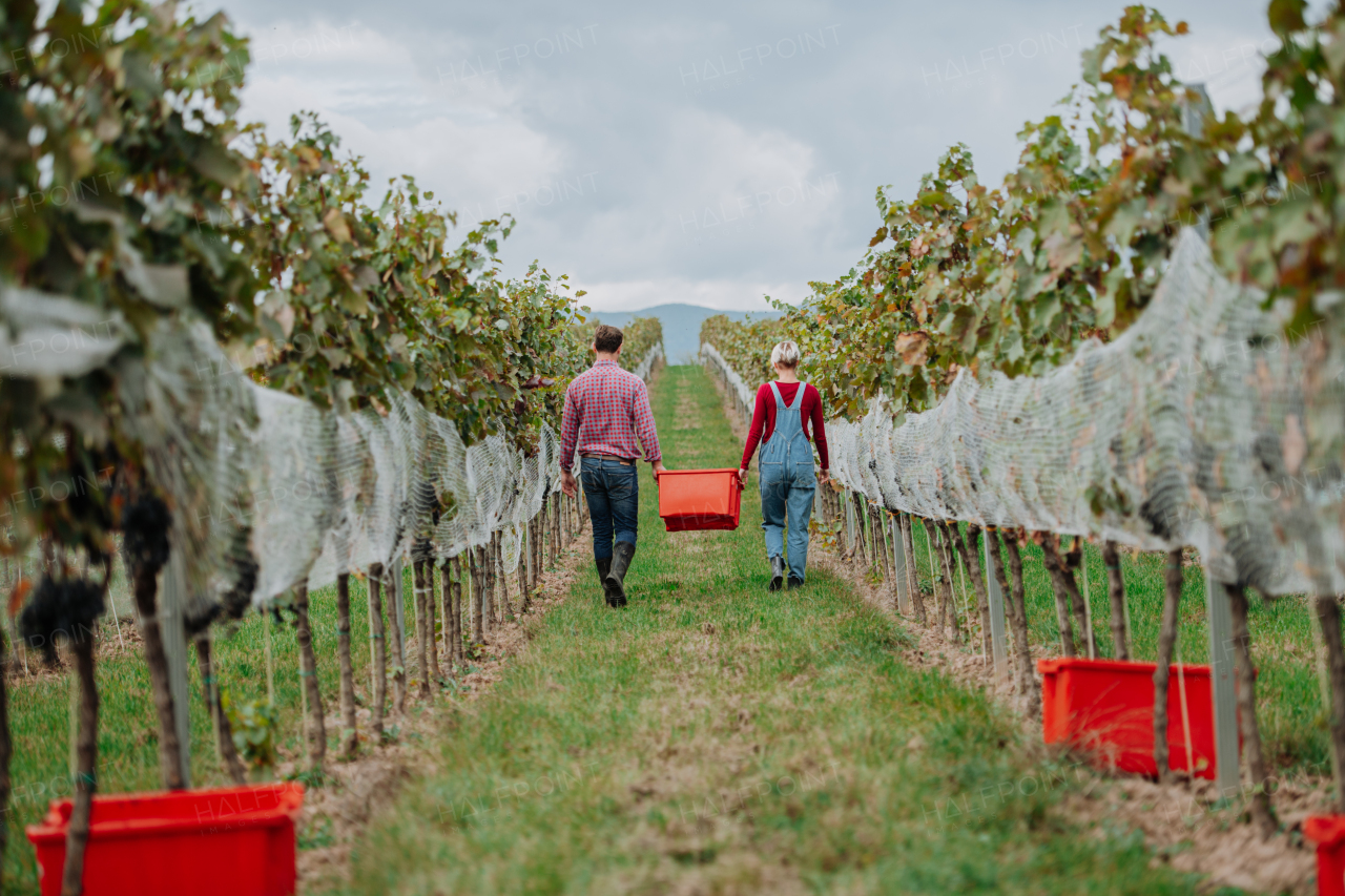 Wineyard workers holding harvest bin full of grapes, walking. Manual grape harvesting in family-run vineyard