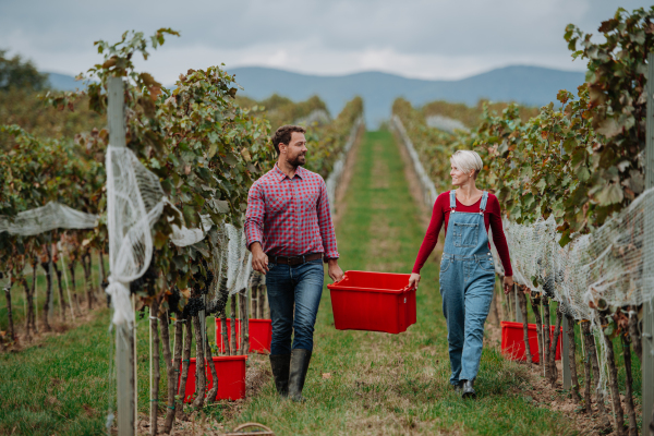 Wineyard workers holding harvest bin full of grapes, walking. Manual grape harvesting in family-run vineyard