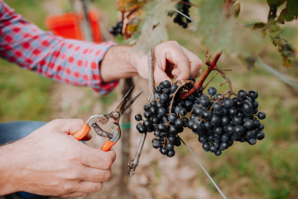 Close up of hands holding gardening shears and picking grapes from grapevine. Manual grape harvesting in family-run vineyard