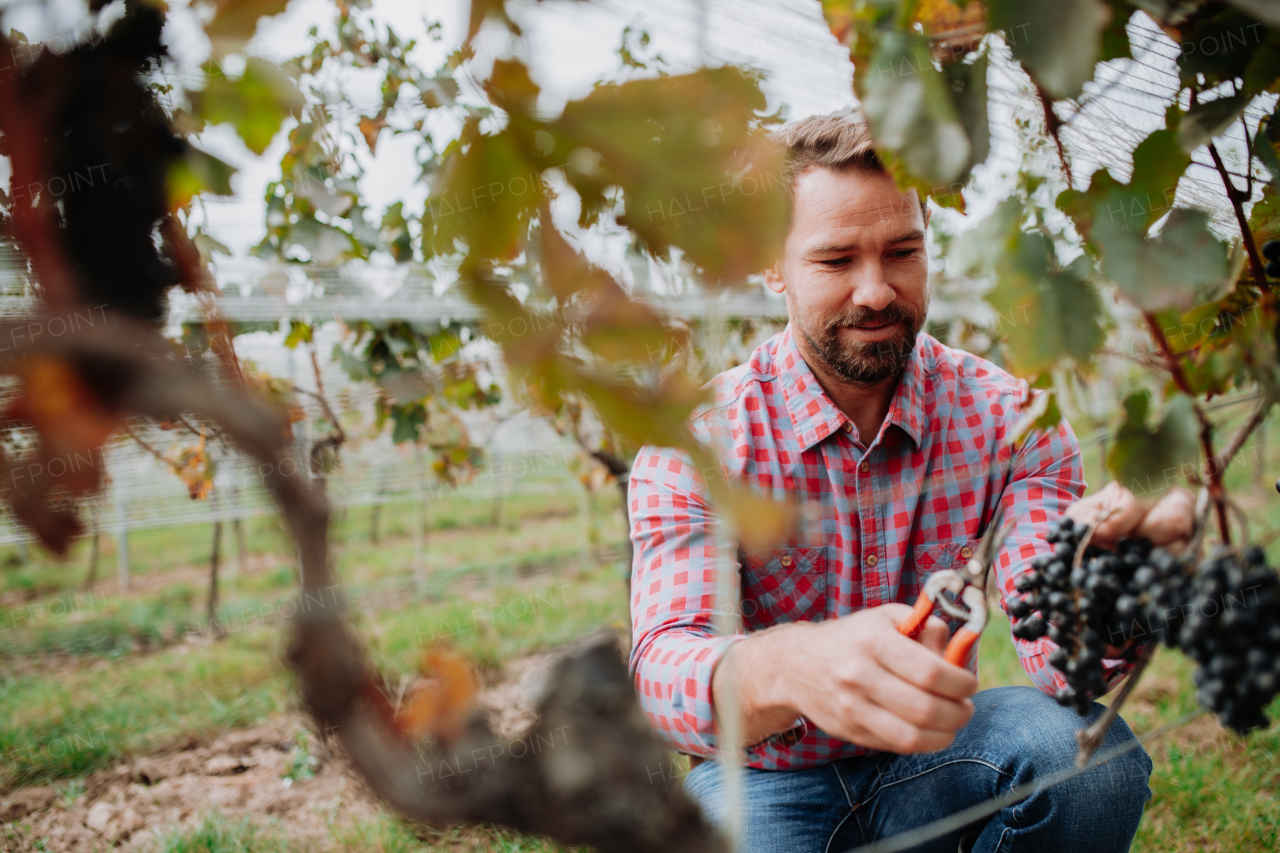 Handsome man holding gardening shears and picking grapes from a grapevine. Manual grape harvesting in family-run vineyard.