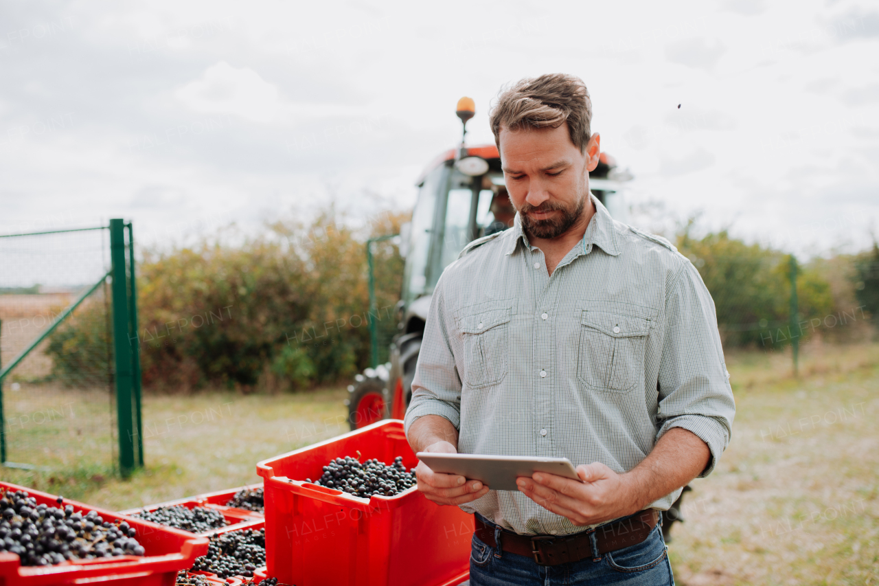 Viticulturist overseeing grapes harvesting .Manual grape harvesting in family-run vineyard