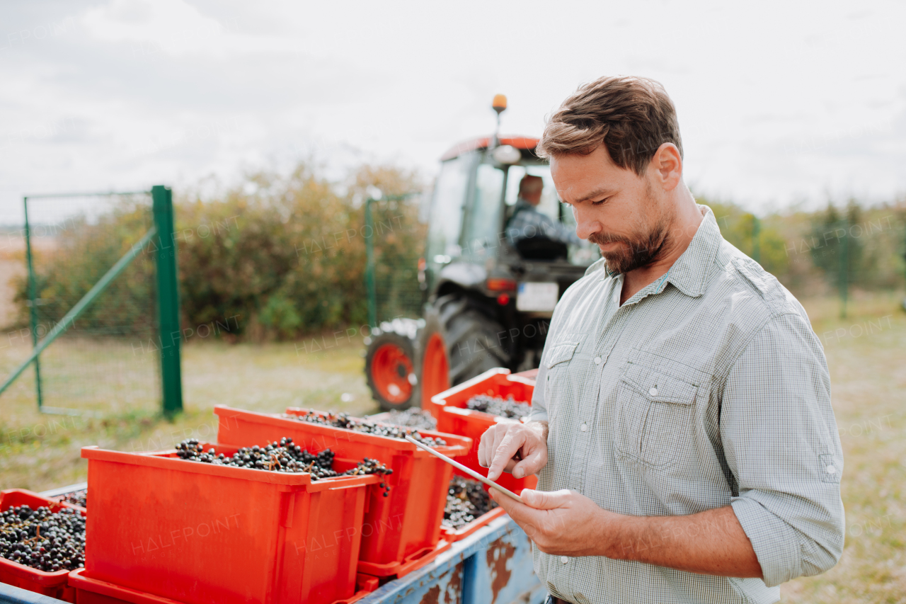 Viticulturist overseeing grapes harvesting .Manual grape harvesting in family-run vineyard