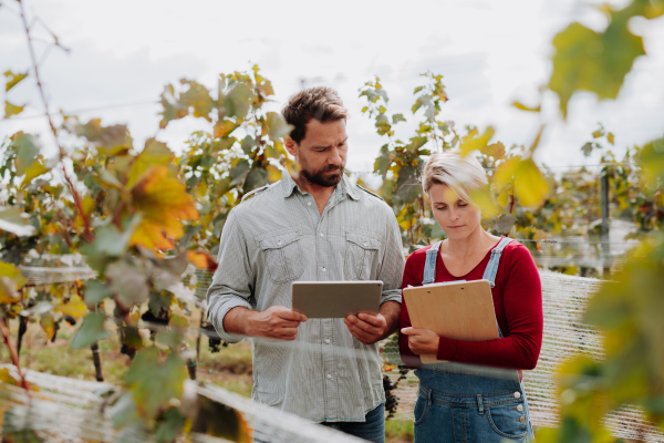 Viticulturist talking with vineyard owner, overseeing grapes growing and harvesting. Manual grape harvesting in family-run vineyard