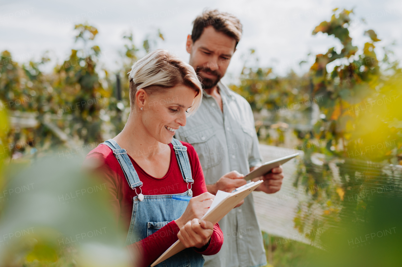 Viticulturist talking with vineyard owner, overseeing grapes growing and harvesting. Manual grape harvesting in family-run vineyard