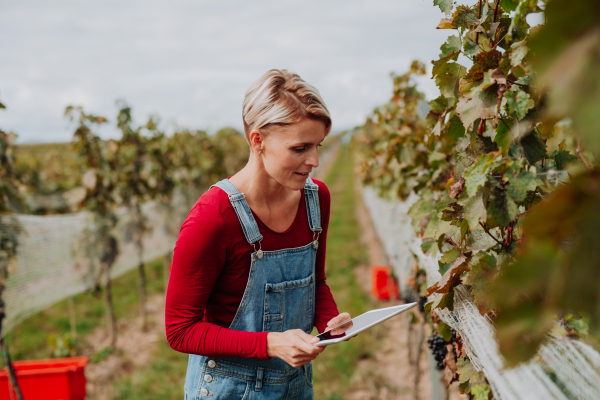 Viticulturist overseeing grapes growing harvesting .Manual grape harvesting in family-run vineyard