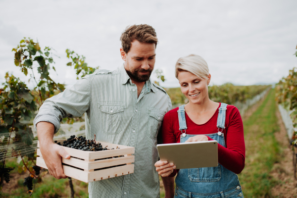 Viticulturist talking with vineyard owner, overseeing grapes growing and harvesting. Manual grape harvesting in family-run vineyard