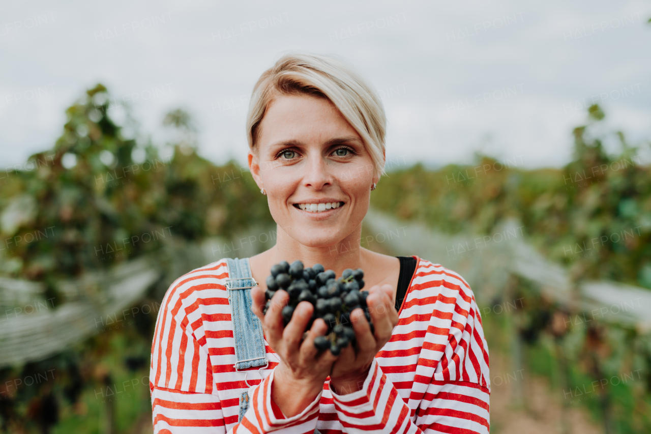 Side view of woman holding, smelling bunch of grapes from grapevine. Manual grape harvesting in family-run vineyard