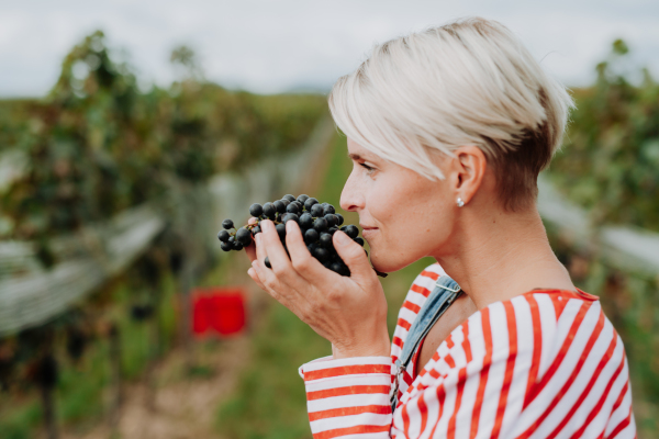 Side view of woman holding, smelling bunch of grapes from grapevine. Manual grape harvesting in family-run vineyard