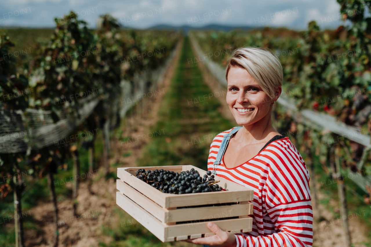 Portrait of vineyard worker with crate full of grapes. Manual grape harvesting in family-run vineyard