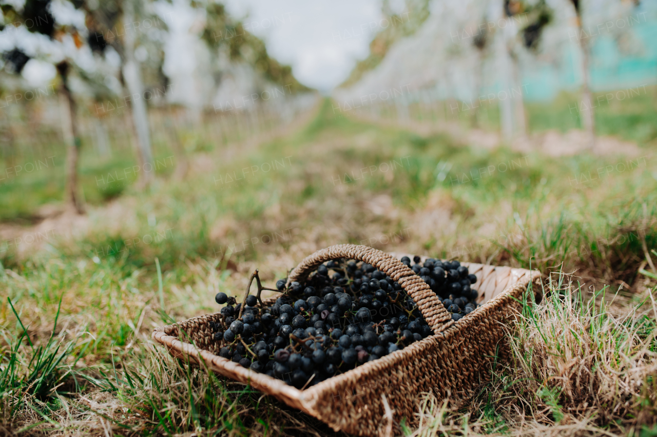 Basket full of fresh grapes from vineyard.