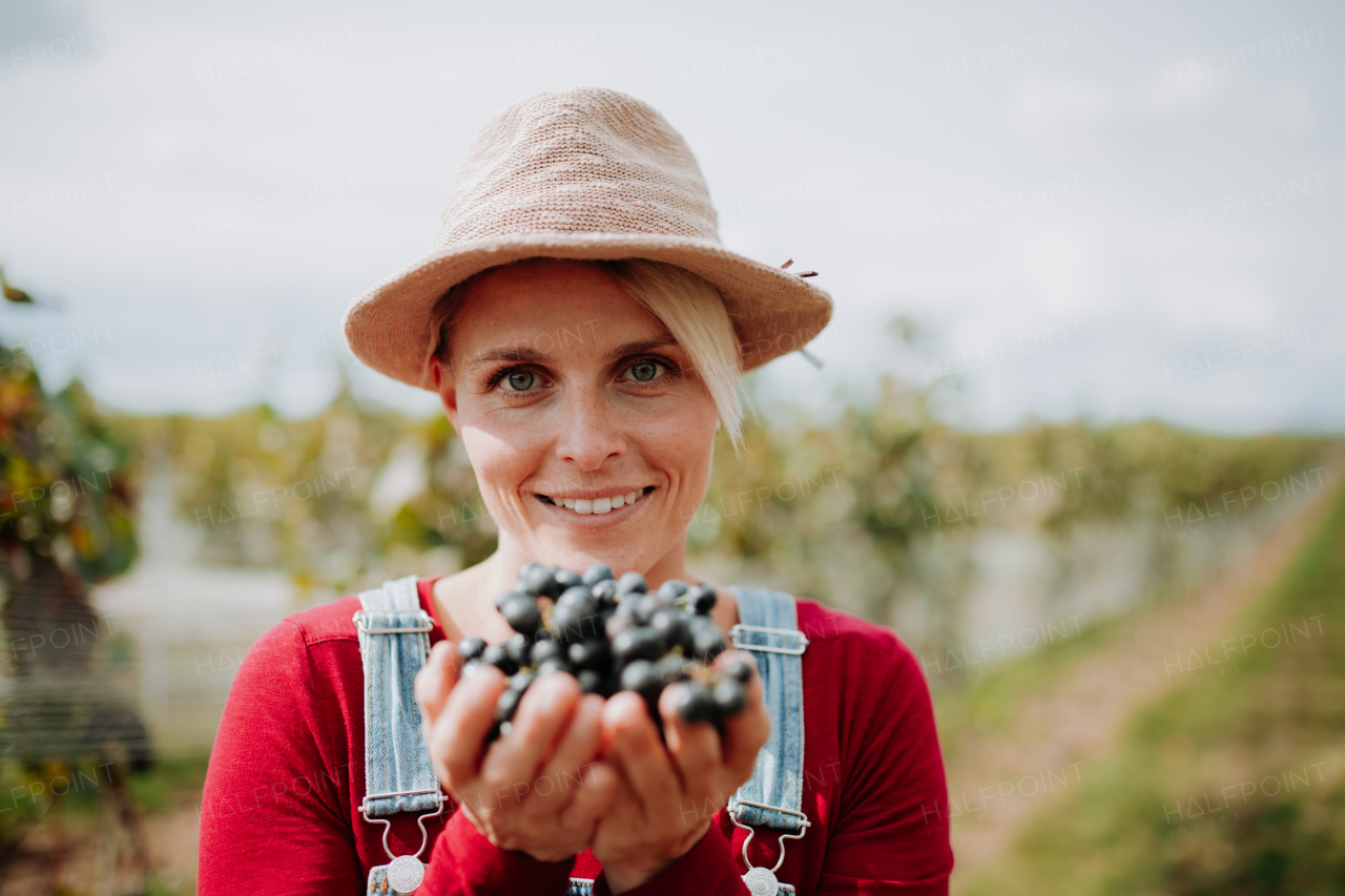 Portrait of woman holding, smelling bunch of grapes from grapevine. Manual grape harvesting in family-run vineyard