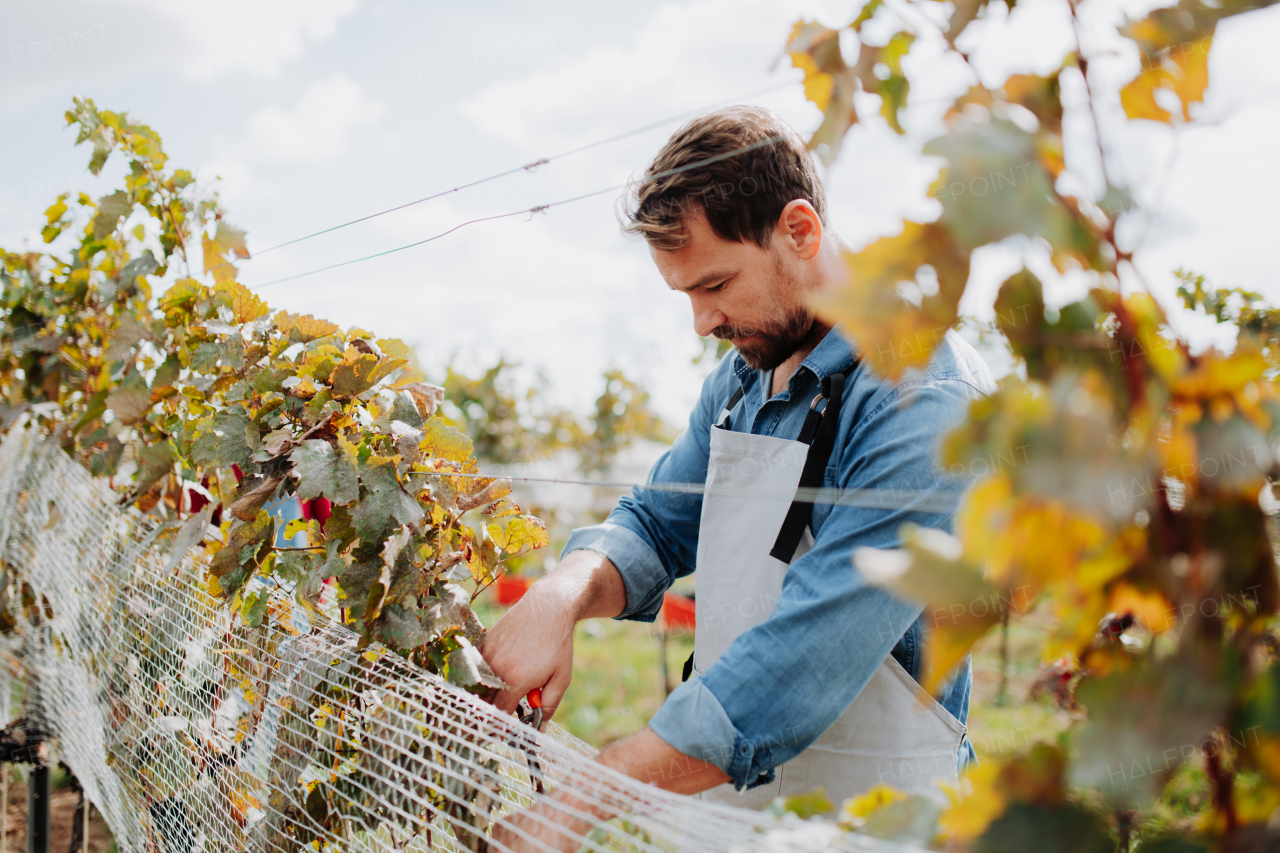 Handsome man hand picking grapes from a grapevine, smiling. Manual grape harvesting in family-run vineyard.