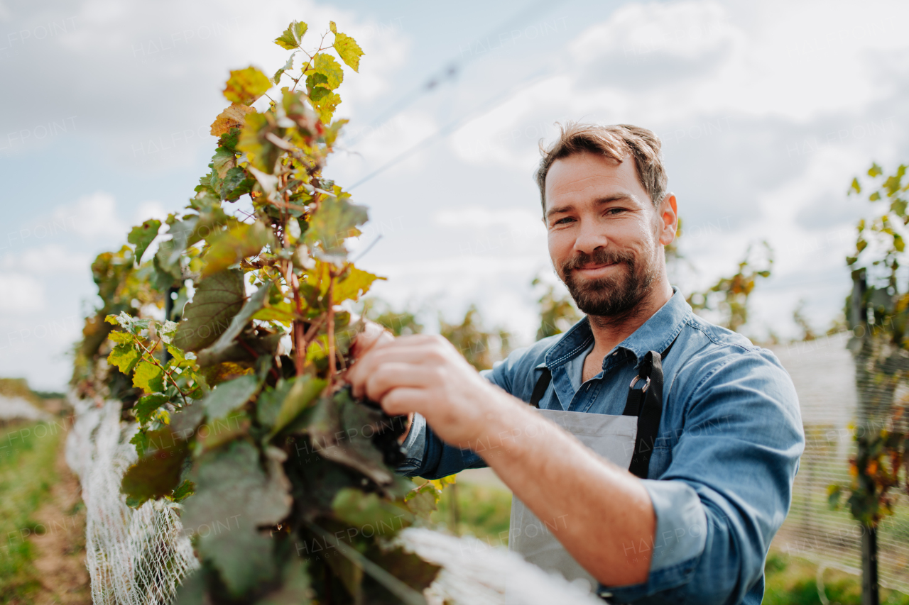 Handsome man hand picking grapes from a grapevine, smiling. Manual grape harvesting in family-run vineyard.