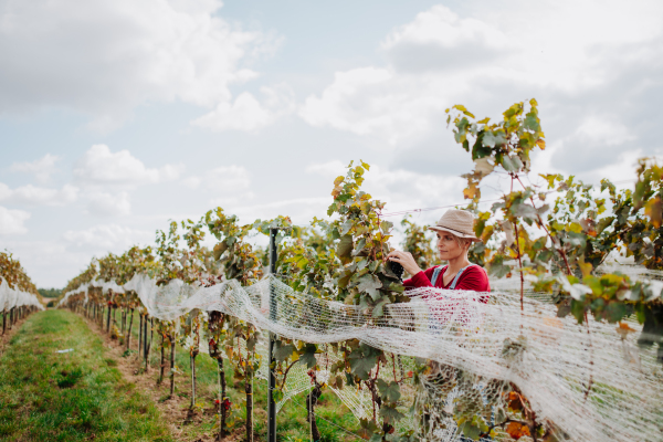 Female vineyard worker hand picking grapes from a grapevine, smiling. Manual grape harvesting in family-run vineyard.