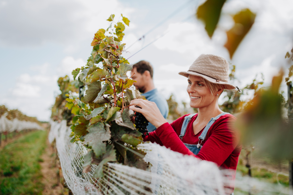 Married couple, owners of vineyard hand-picking grapes from a grapevine. Manual grape harvesting in family-run vineyard.